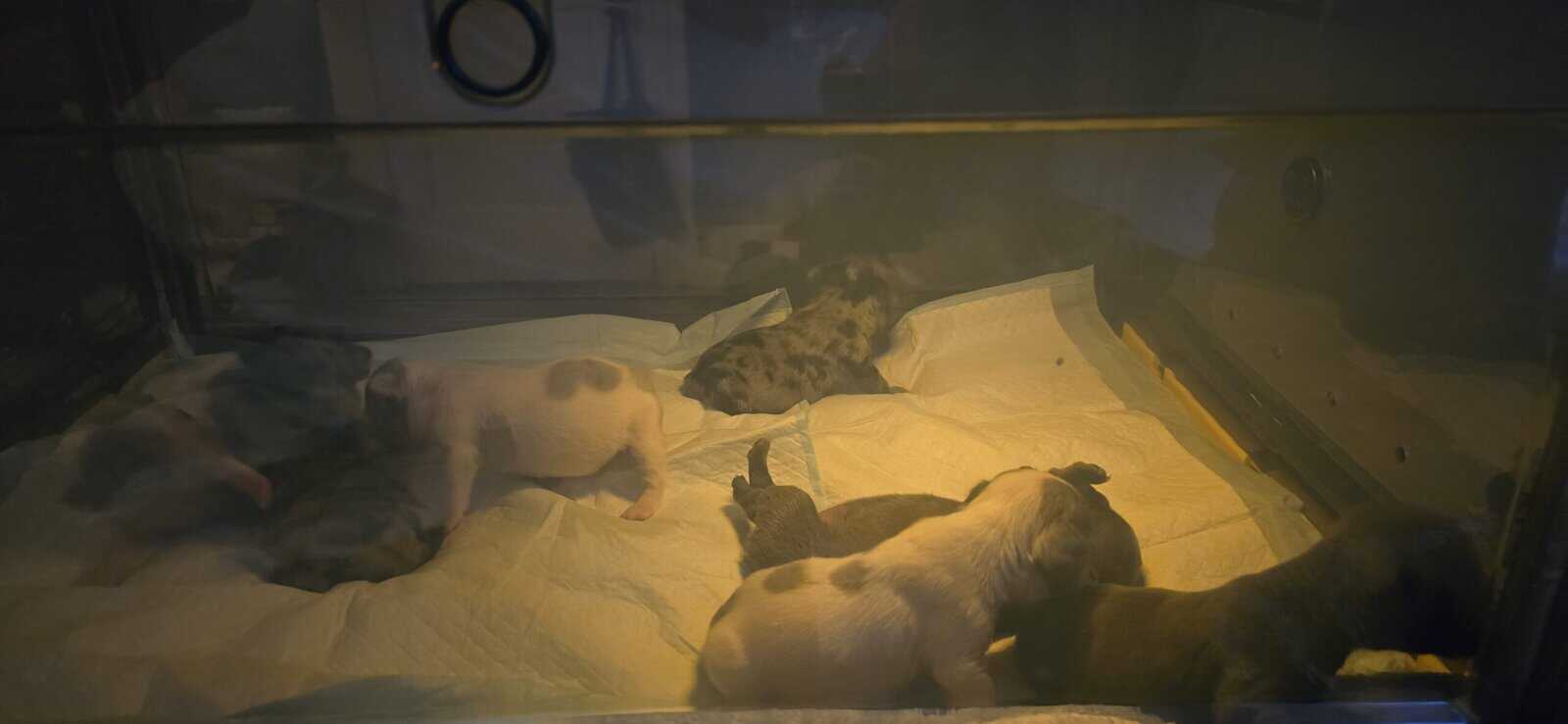 French bulldog puppies 2months old image 6