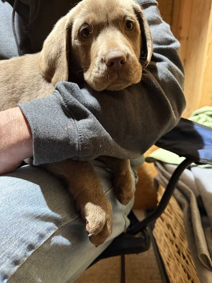 AKC Silver Lab image 1