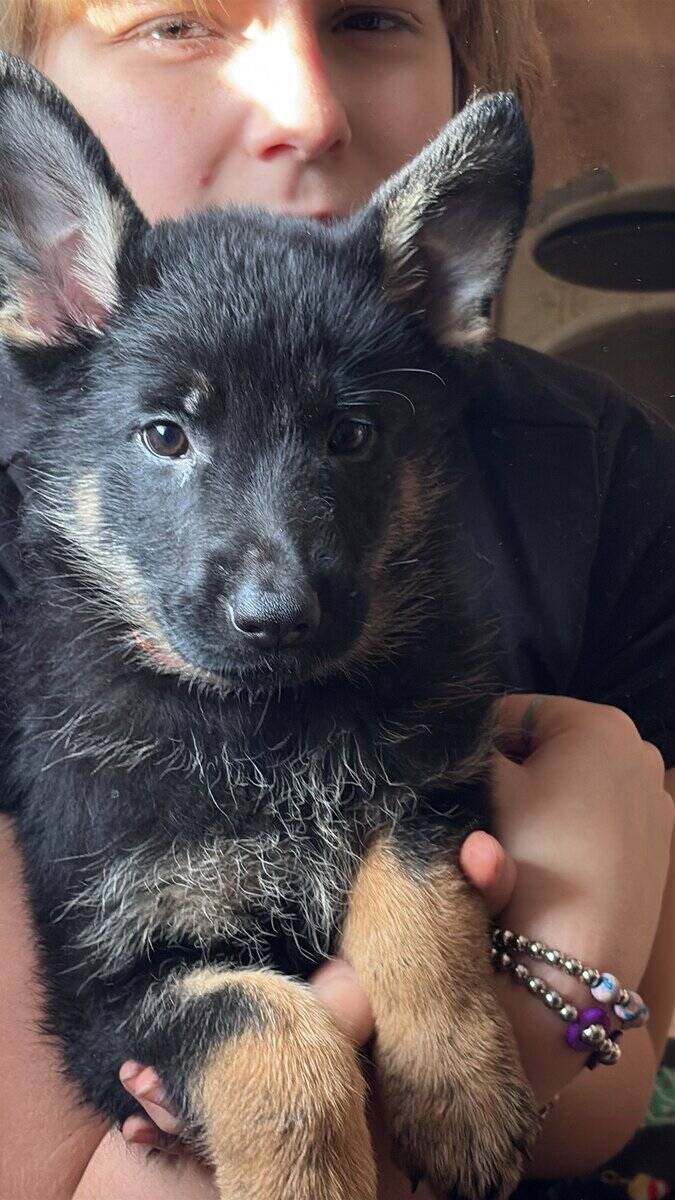 Purebred German Shepherd puppies image 2