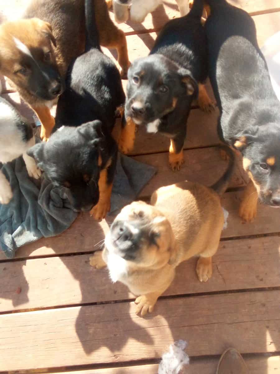 Kelee. Puppies for sale image 1