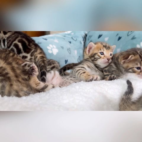 Bengal kittens for sale image 2