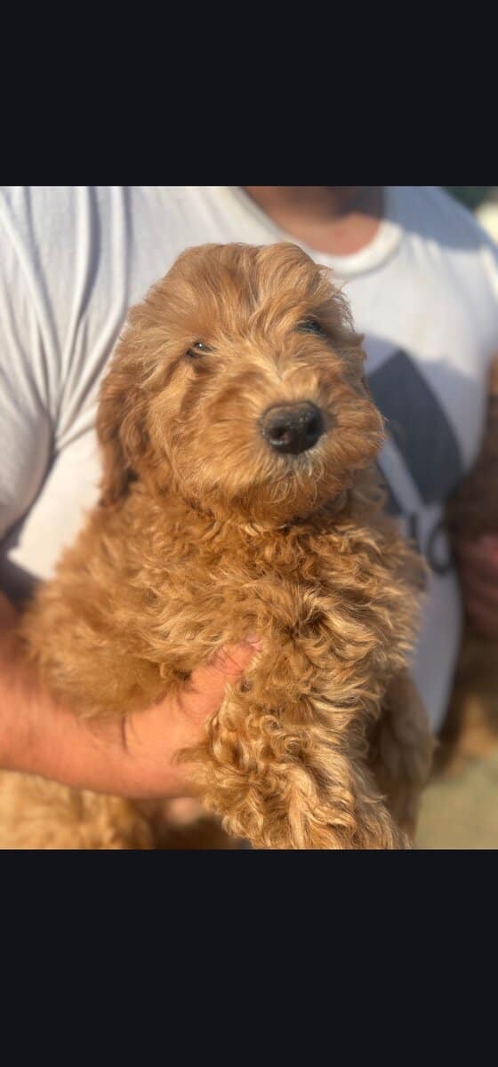 Sriracha - Family raised Female F1B Goldendoodle image 6