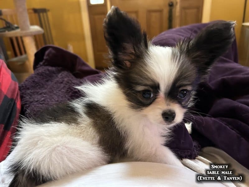 AKC Papillon puppies image 7