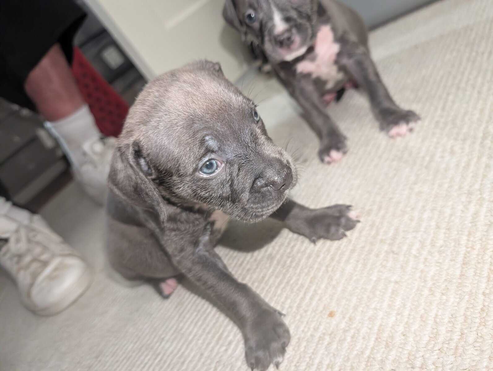 American Pitbull Terrier Puppies image 8