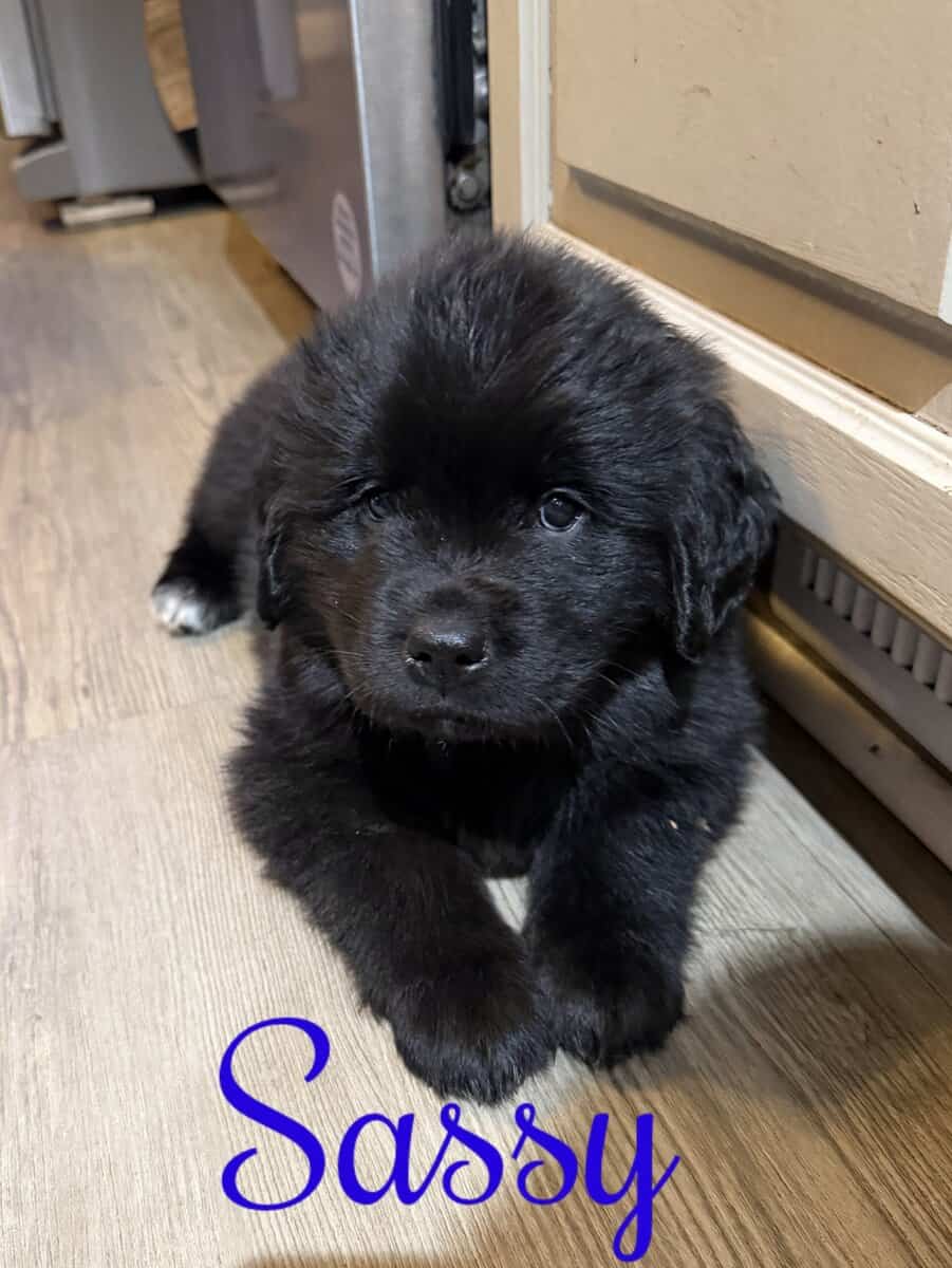 Newfoundland Puppies | Upstate Newyork image 10