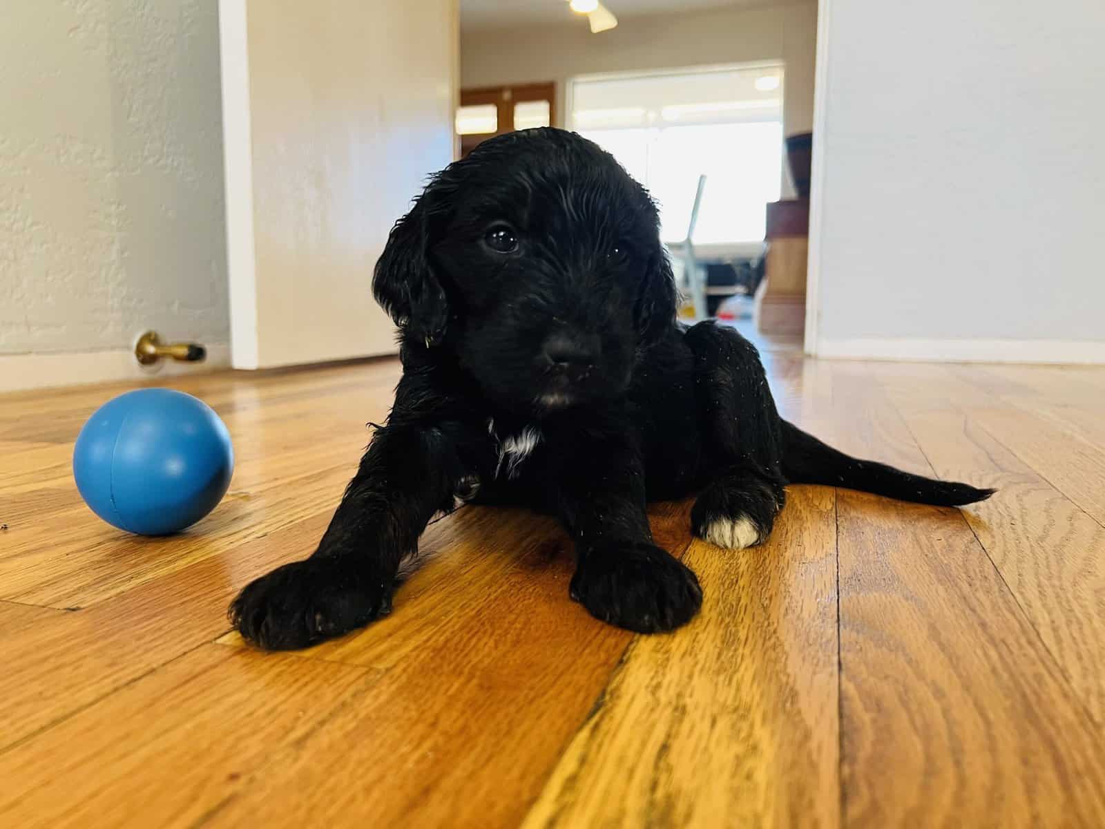 Bernedoodles F1b Southwest image 5