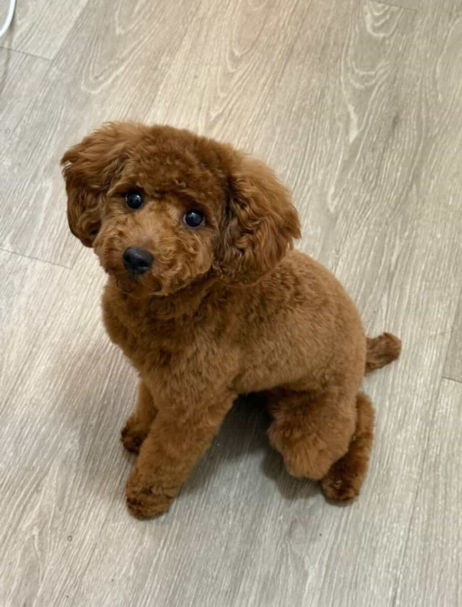 Toy Poodle - Rehome image 1