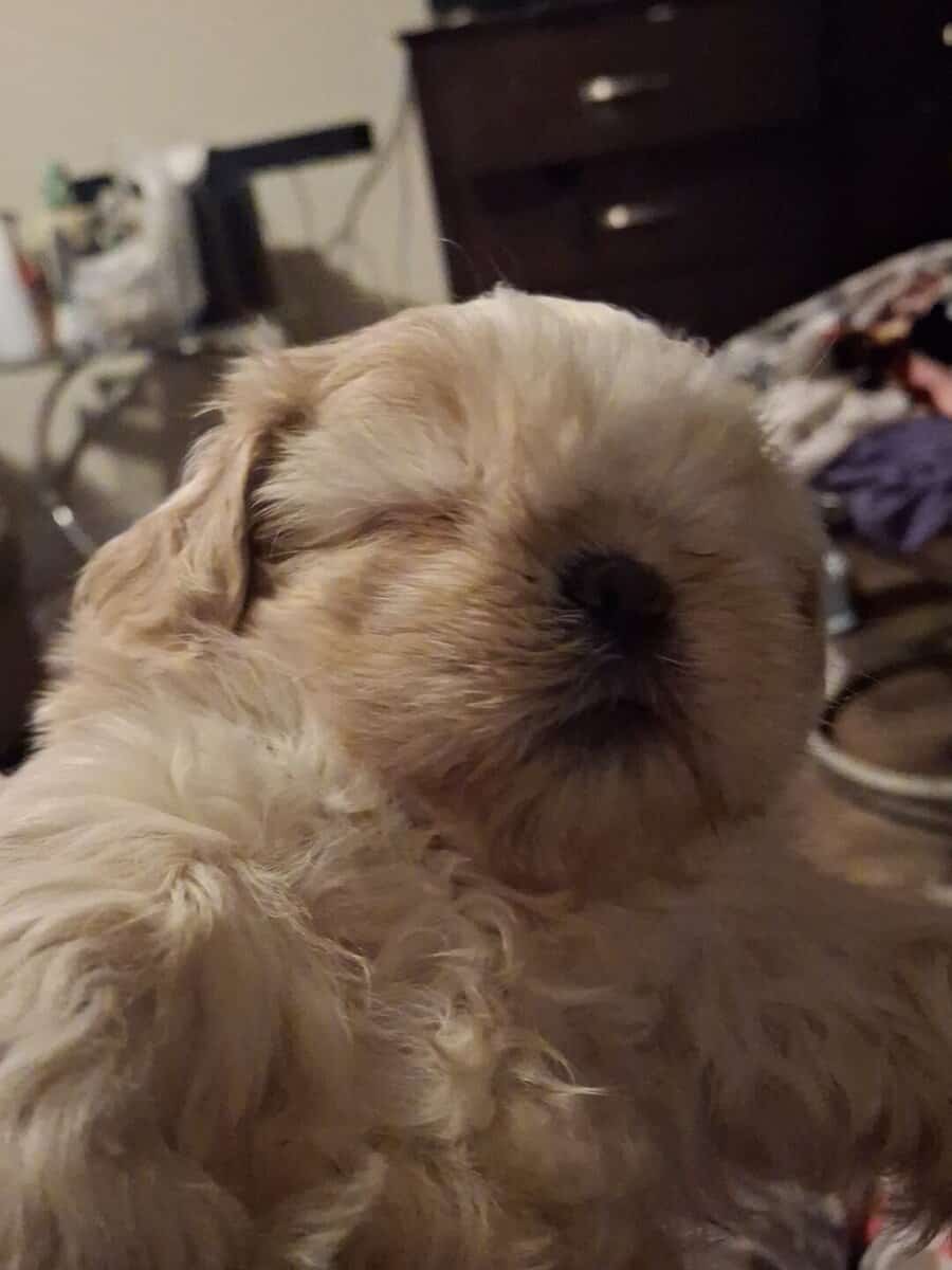 Shih tuz puppies image 1