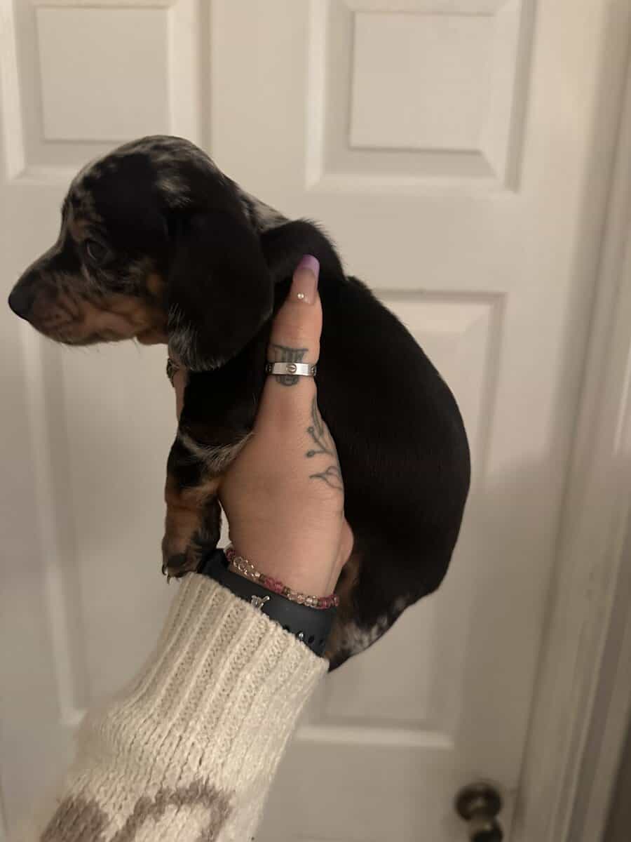 Dachshund Puppies image 14