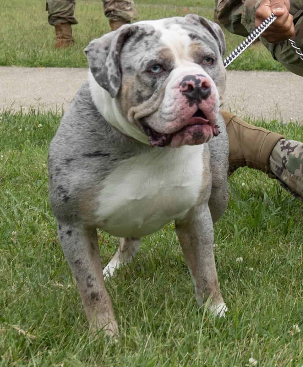 Olde English Bulldogge image 3