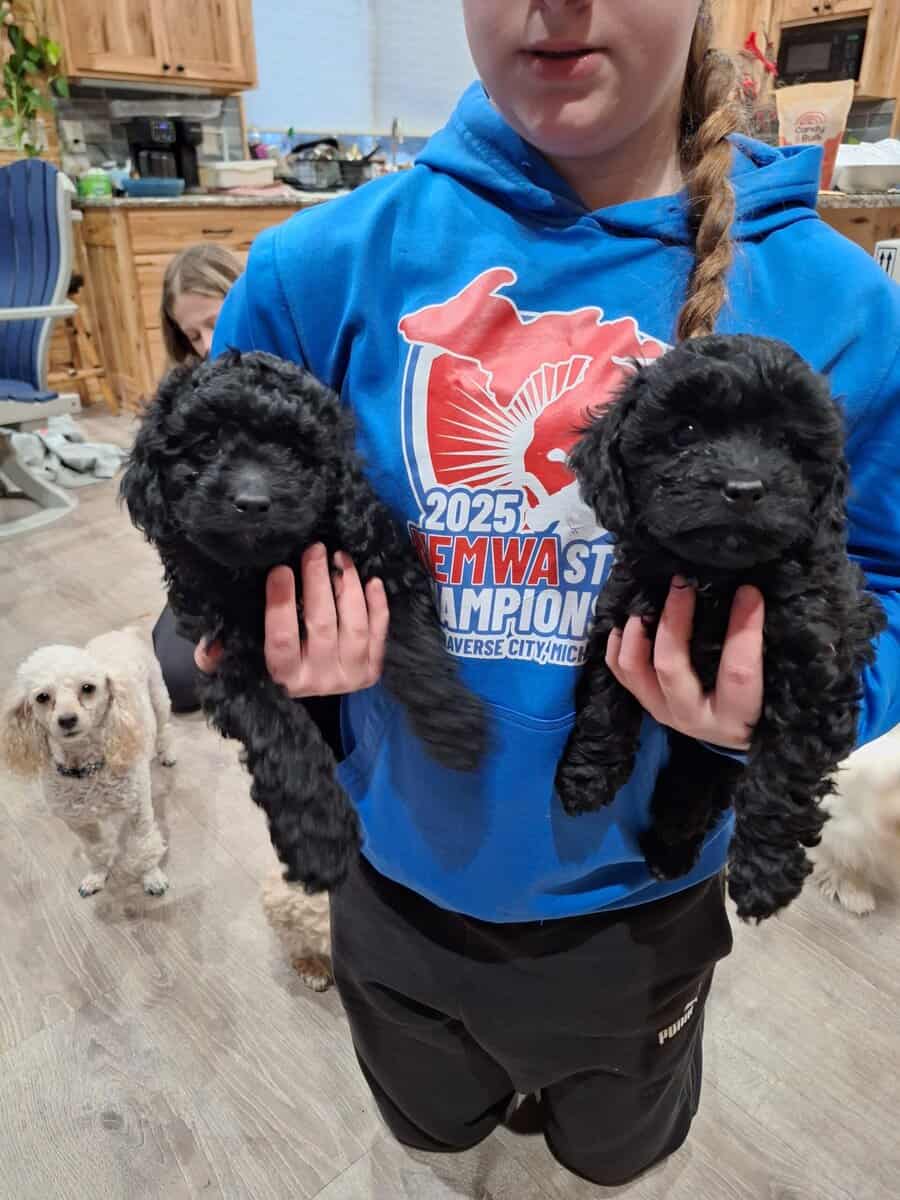 Cockapoo puppies image 1