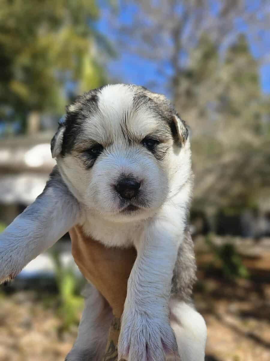 Husky mixed puppies image 2