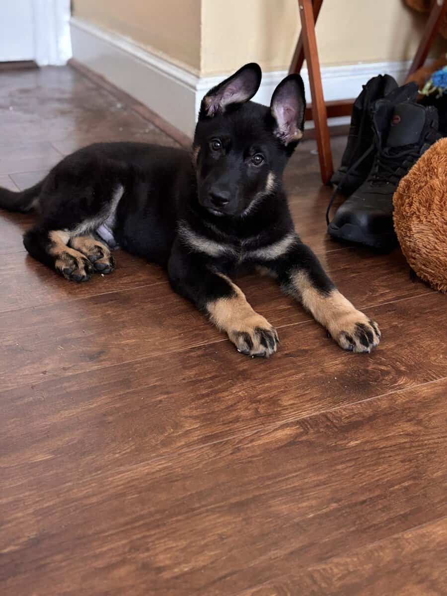 5month pure German Shepherd image 10