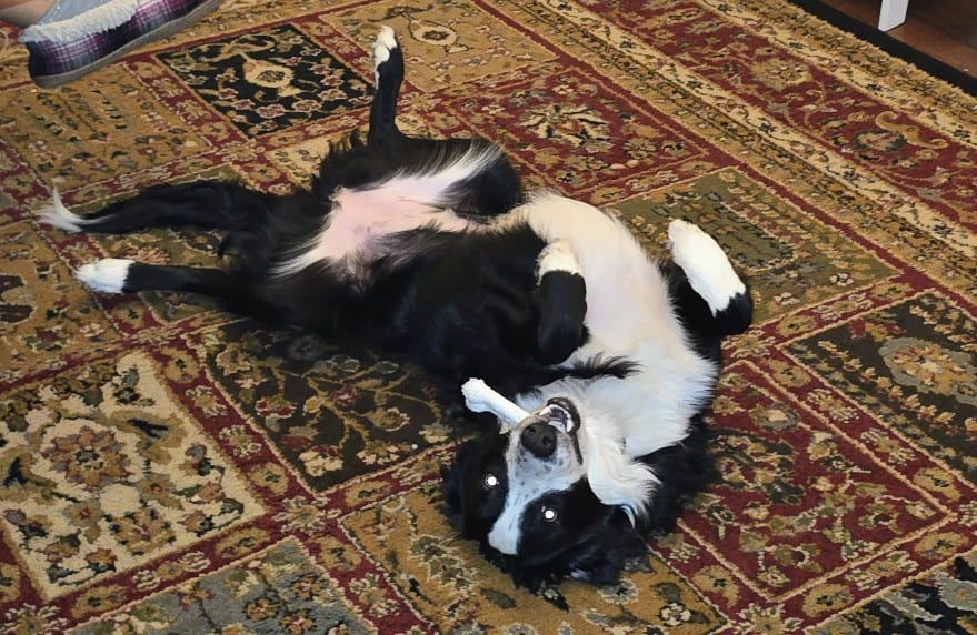 Super sweet Border Collie image 2