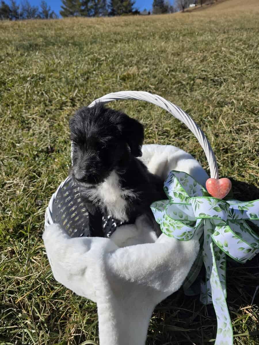 Anatolian Sheepadoodle Female image 2