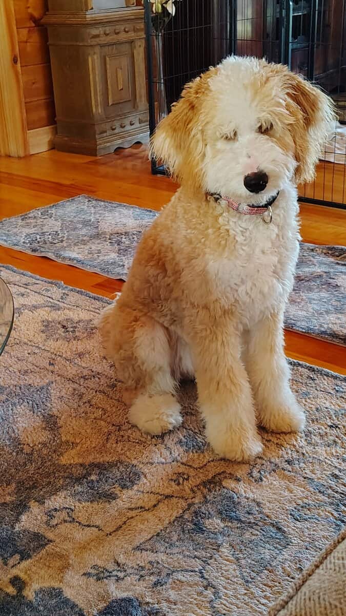Aussie Mntn Doodle image 2