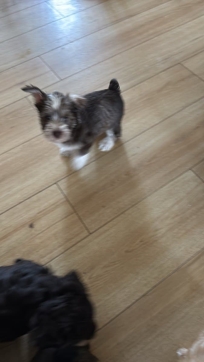 Yorkie Mix image 2