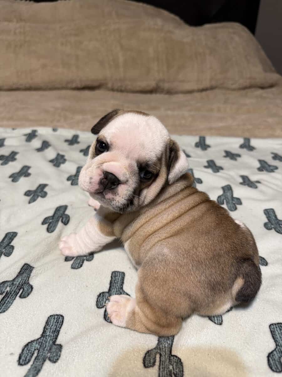English Bulldog puppies image 15