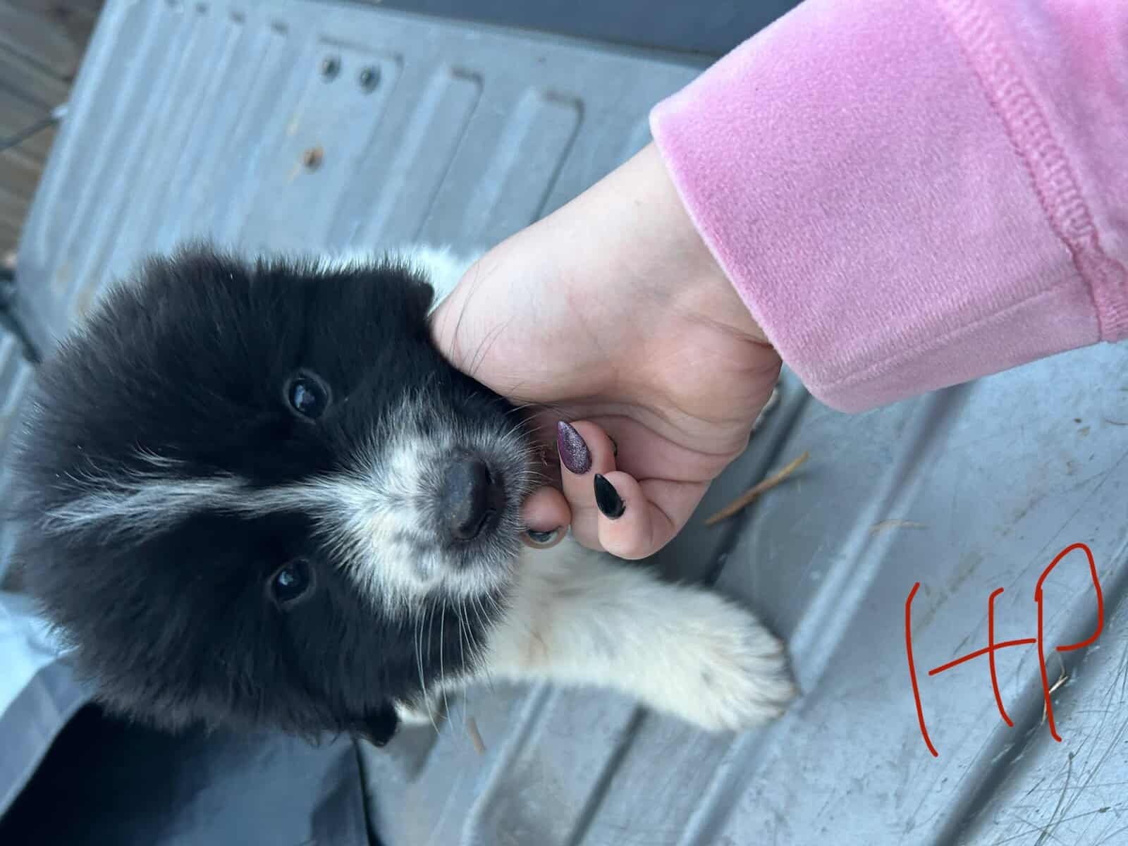 Newfoundland x Great Pyrenees image 7