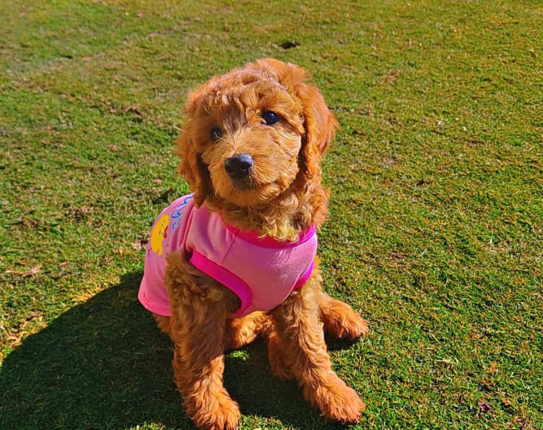Goldendoodles image 1
