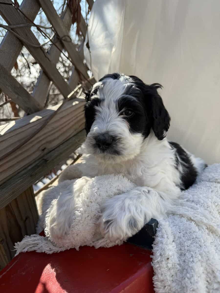 Portidoodle image 1