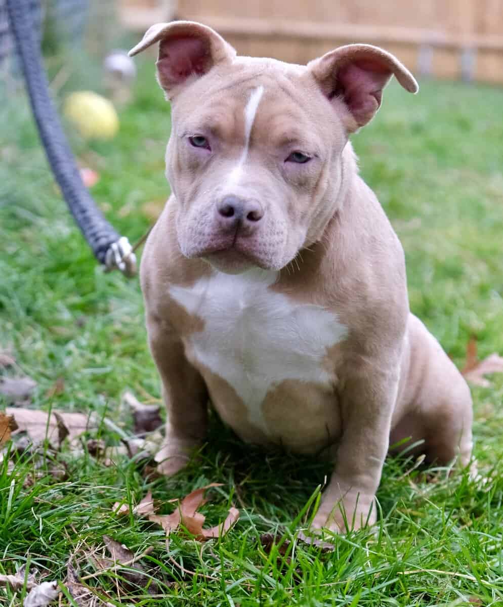American bully puppy image 4