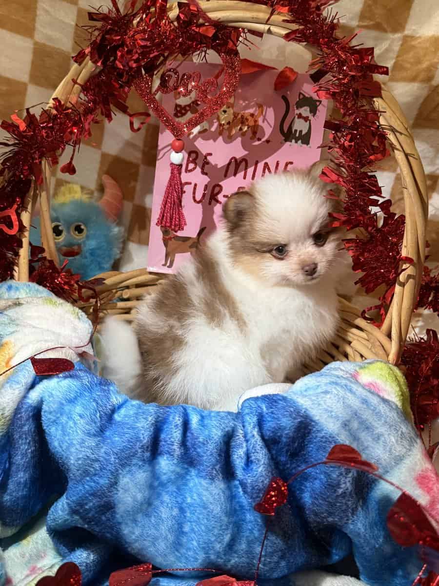 AKC Pomeranian image 4