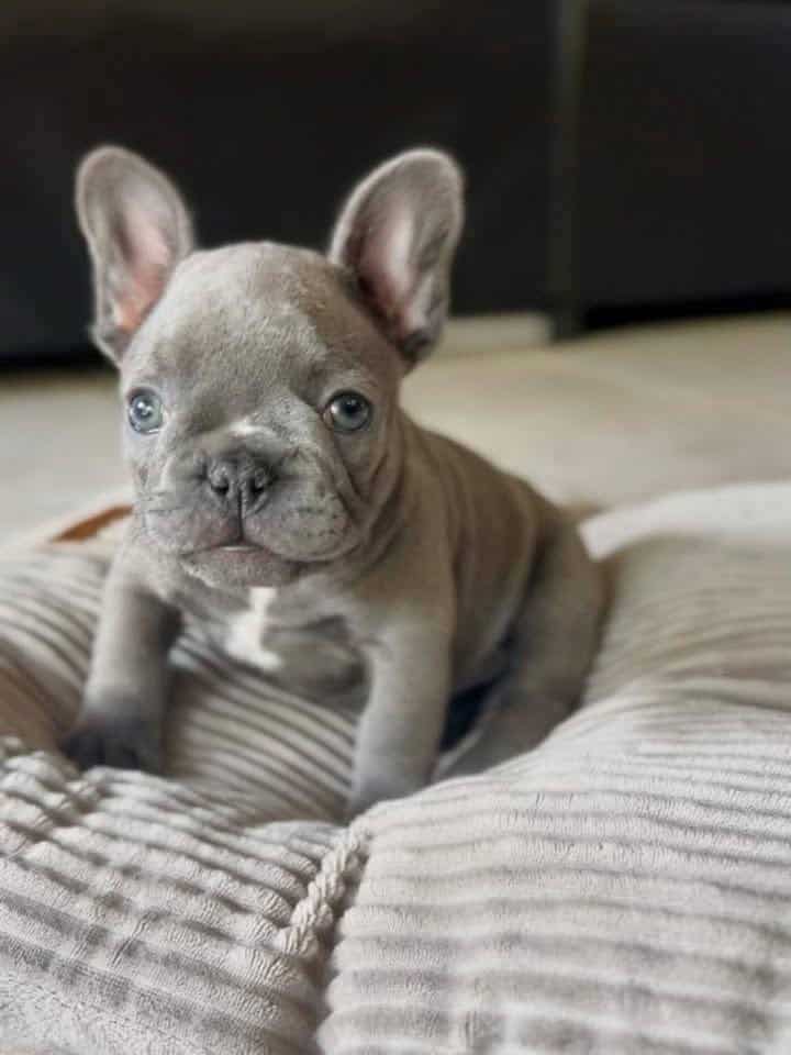 French bulldog Molly image 2