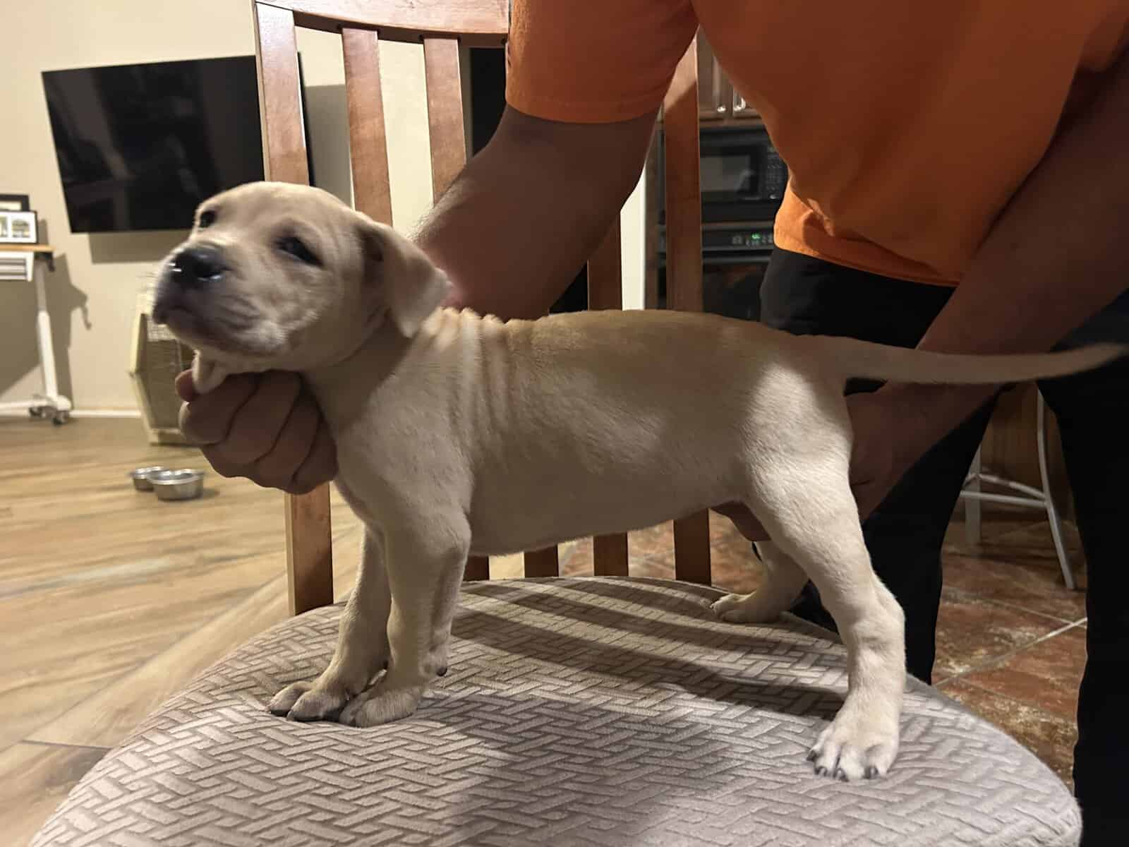 Adba Pitbull puppies image 1