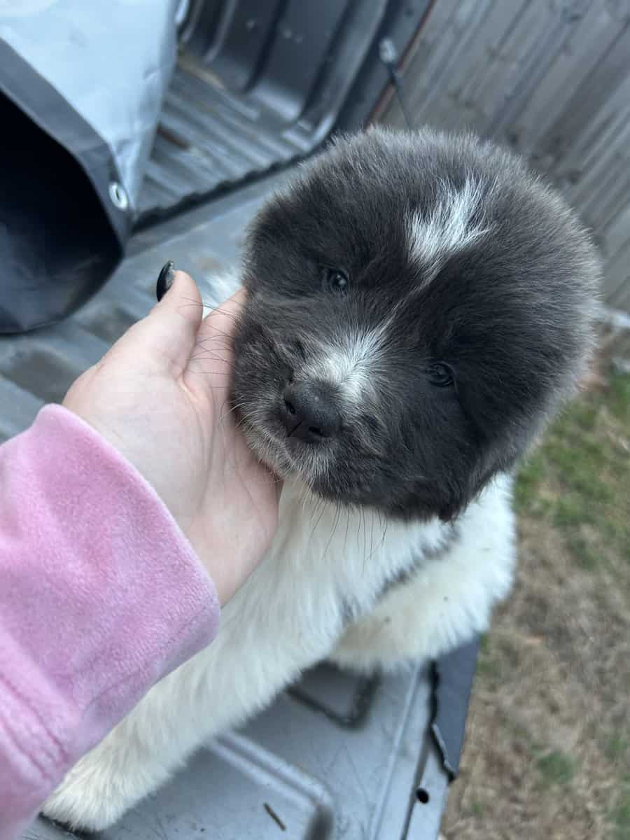 Newfoundland x Great Pyrenees image 1