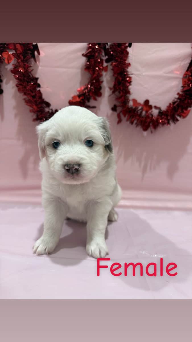 Need a Valentine? These babies are perfect! image 5