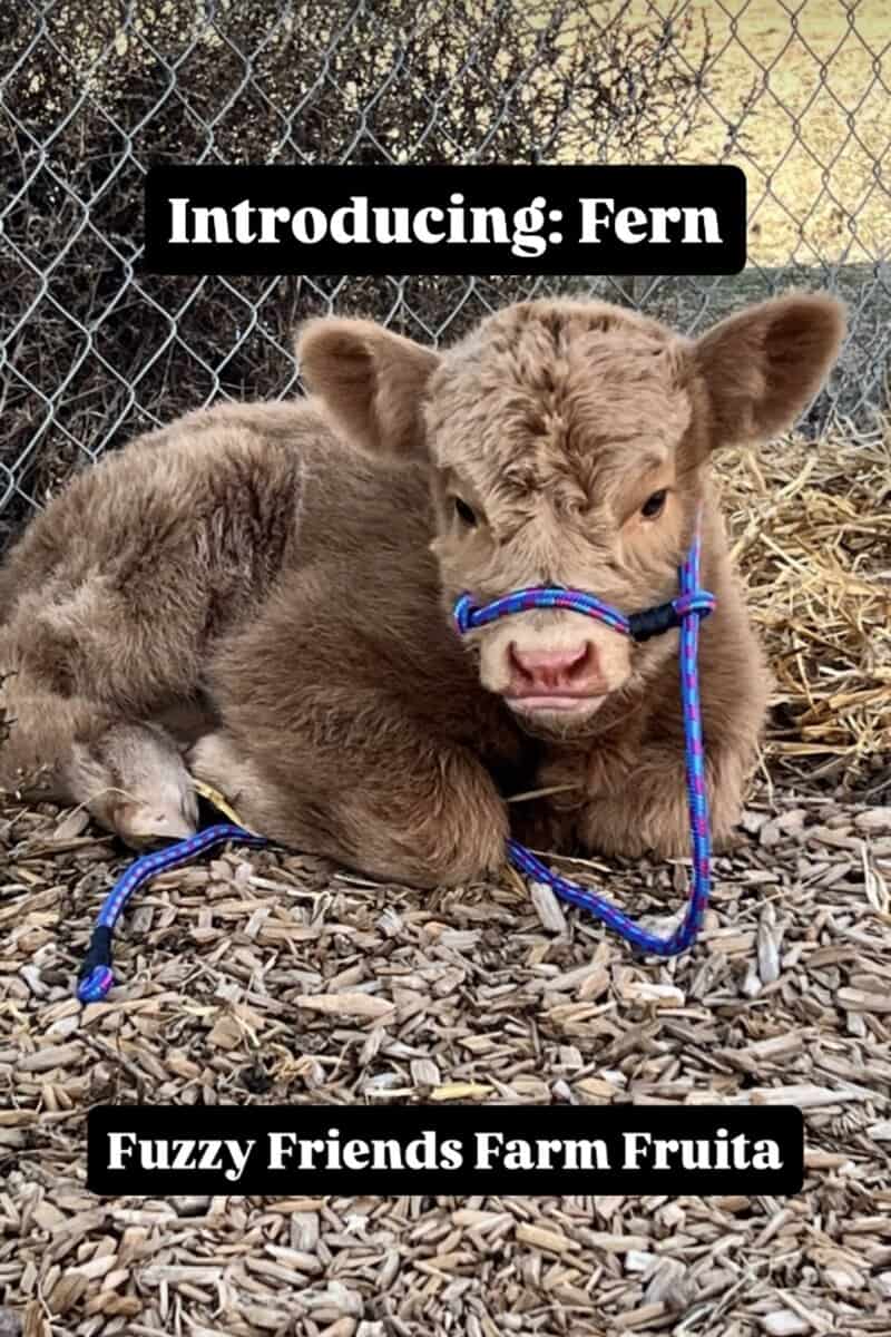 Highland Heifer Calf - Pet or Breed image 1