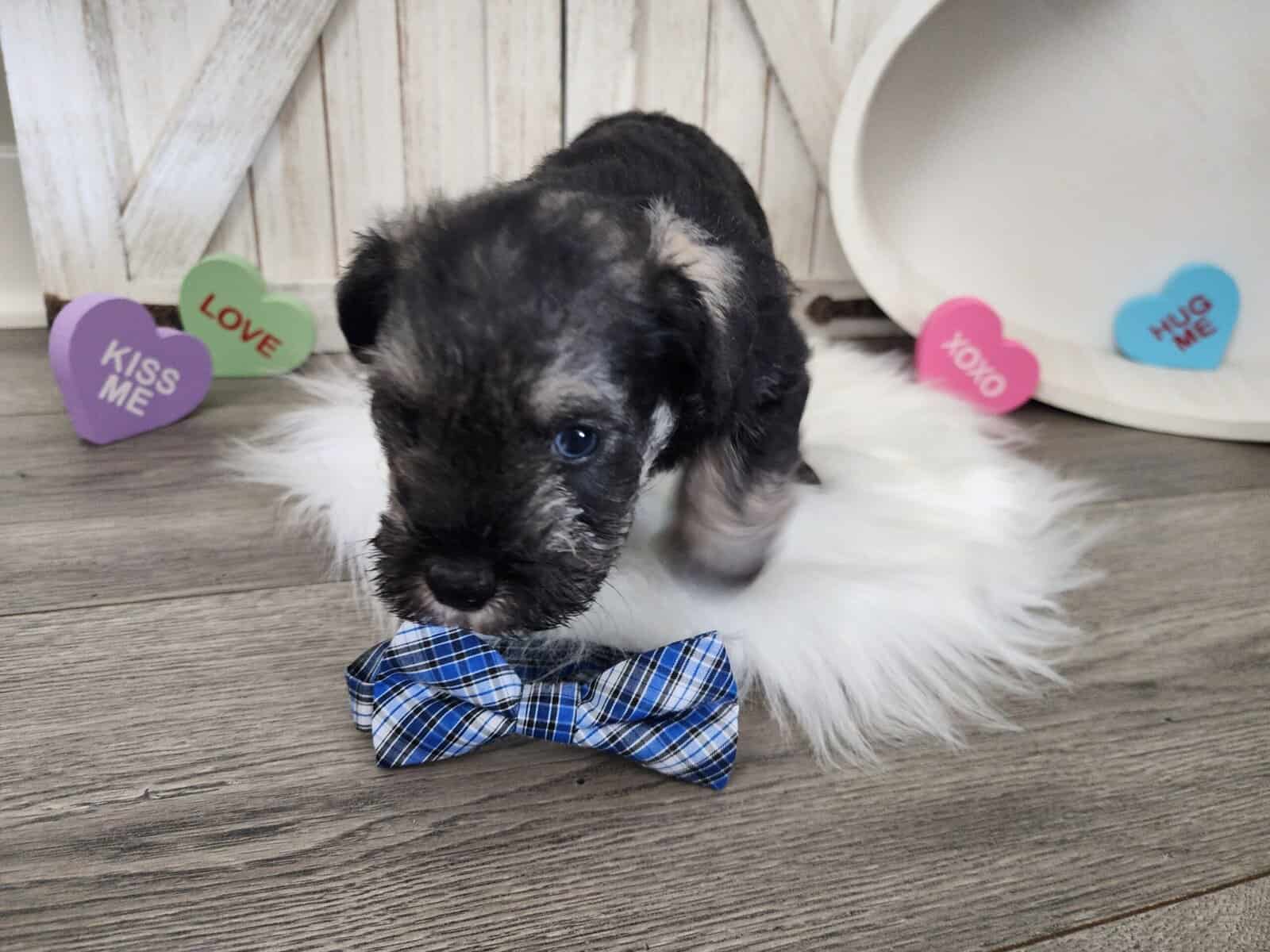 Miniature schnauzer odin image 6