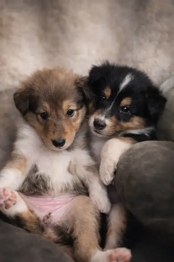 Pure bred rough collie pups image 2
