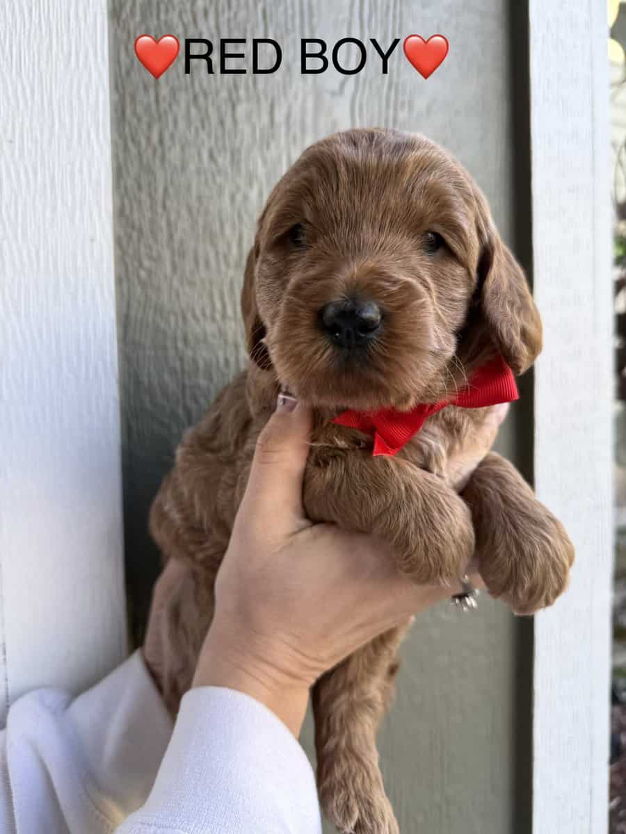 Min golden doodle puppies image 11
