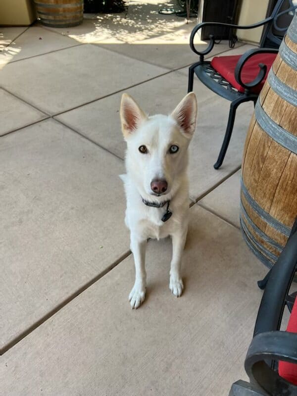 koda needs a new home! image 5