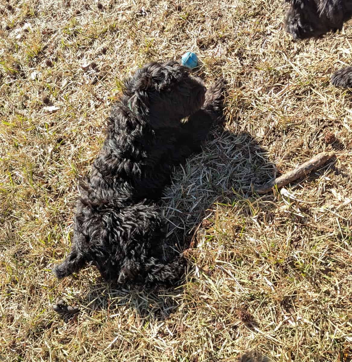 Sweet Whoodle Puppies image 6