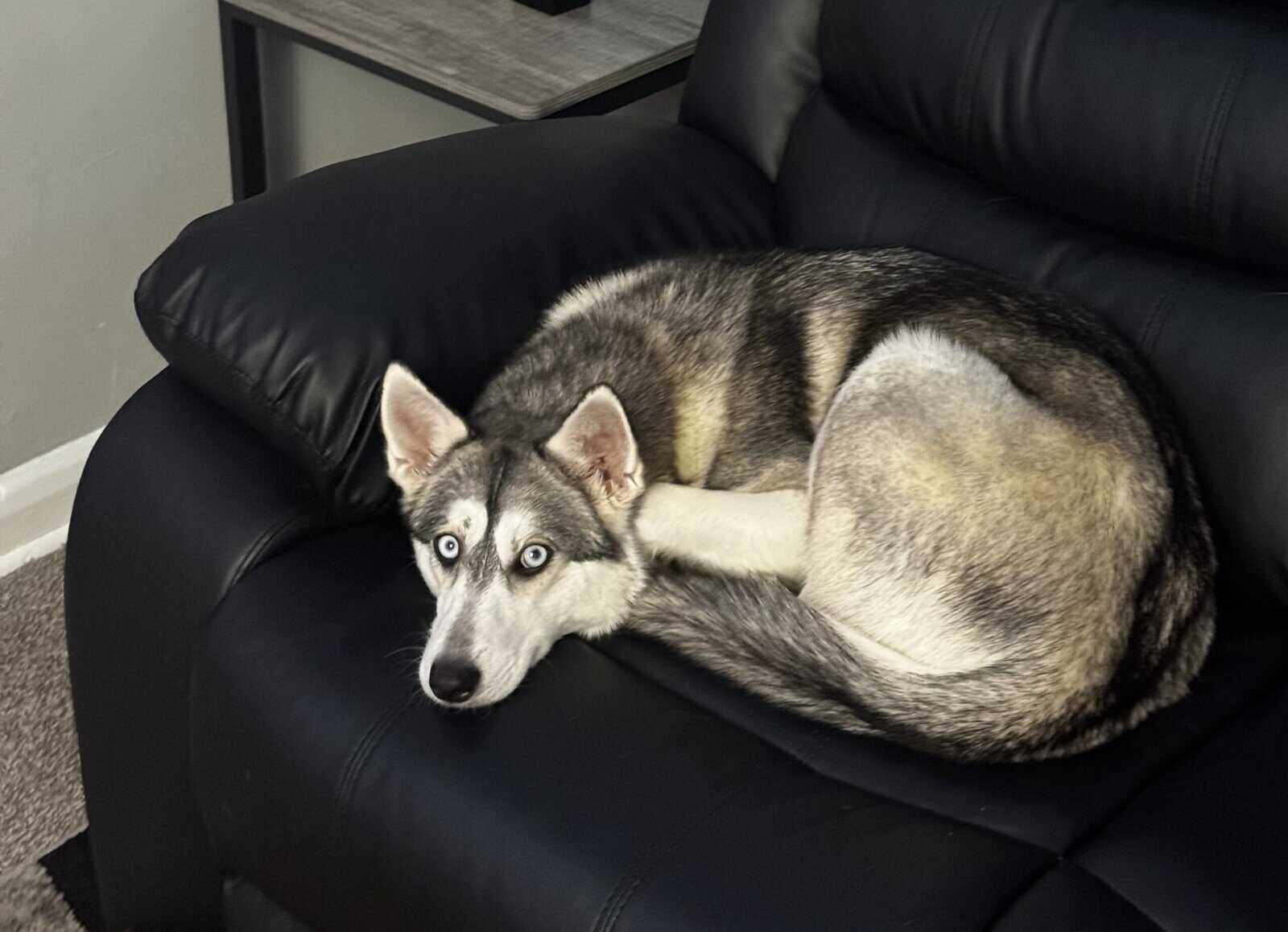 Rehoming Pomsky image 2