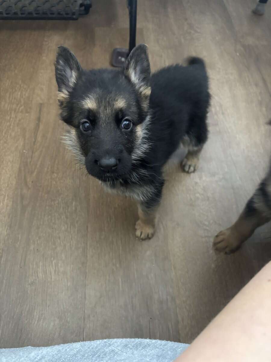 Purebred German Shepherd Puppies image 6
