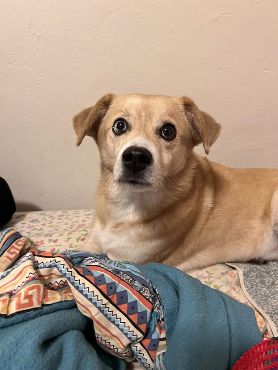 Sunny the sweet Shiba Inu mix image 2