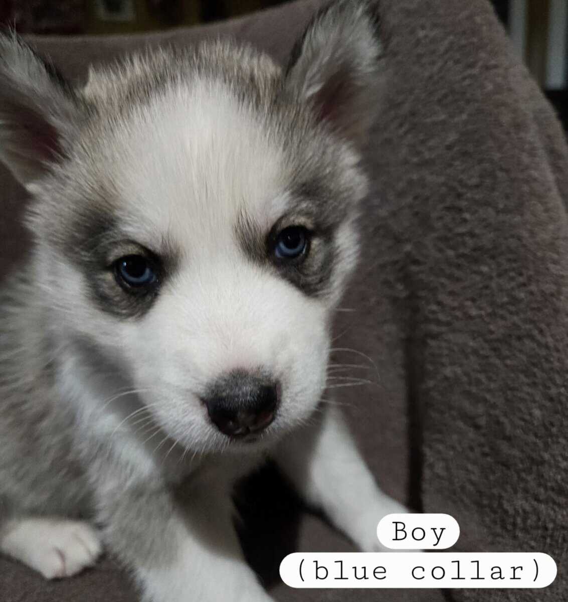 Siberian Husky Puppies image 9