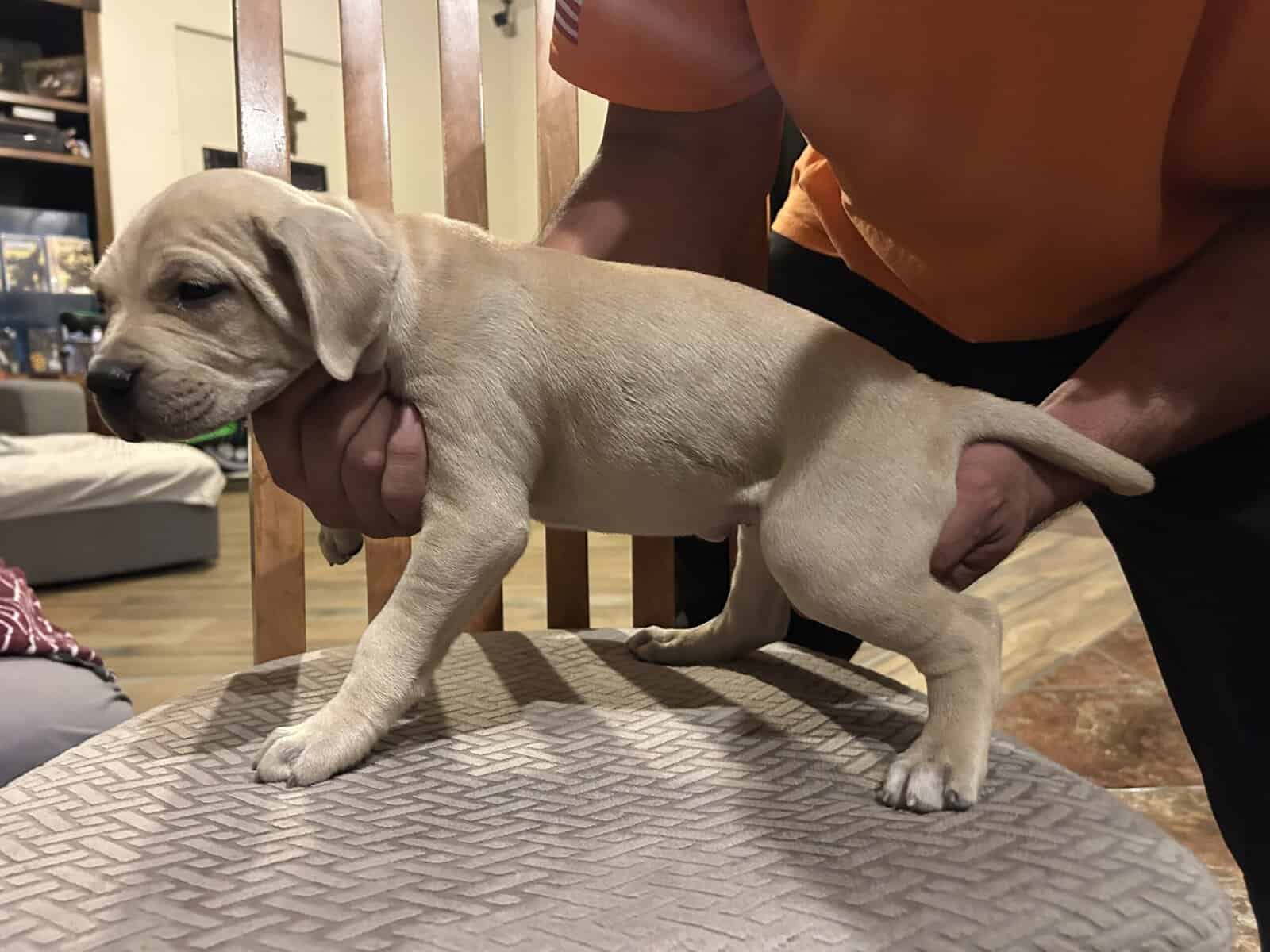 Adba Pitbull puppies image 3