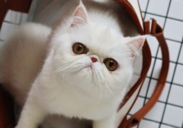 Exotic Shorthair feline