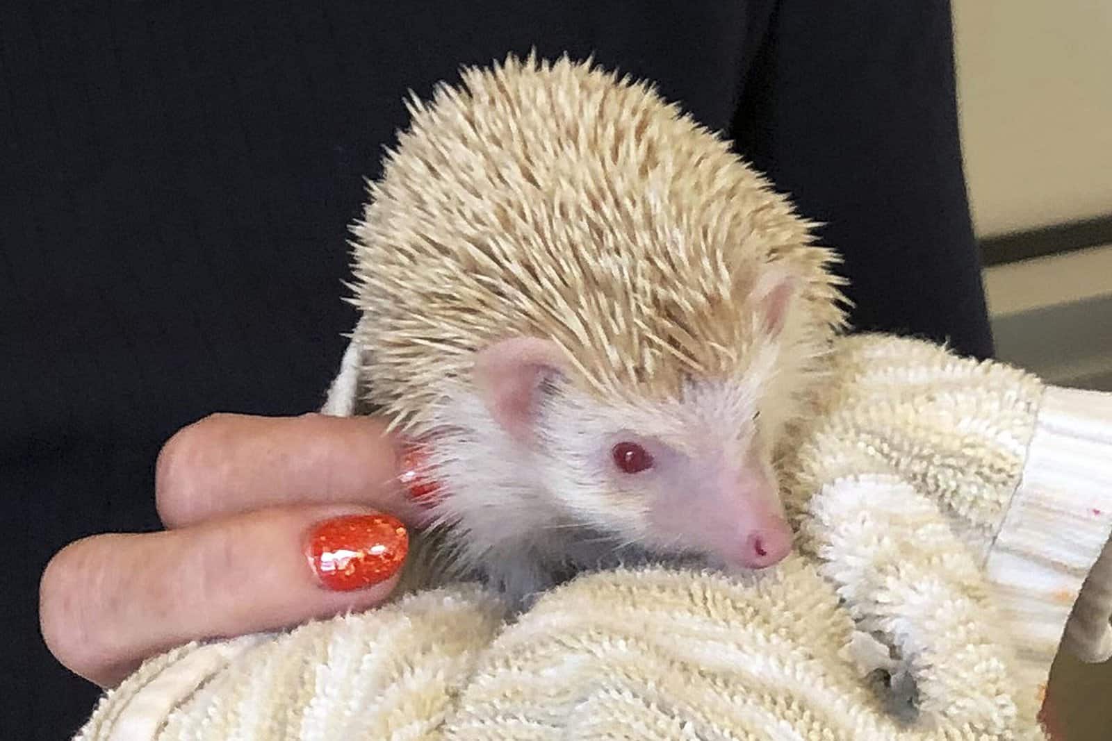 Hedgehogs image 1