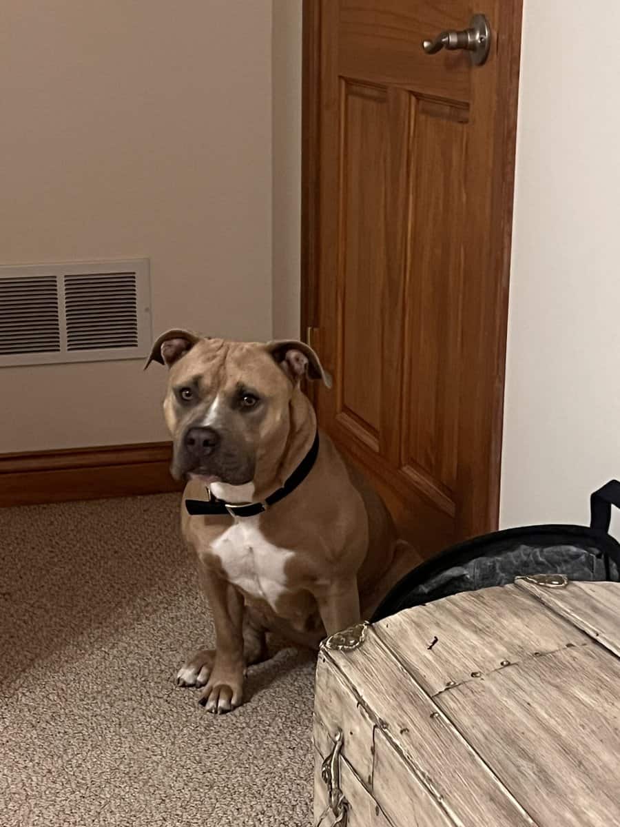 Sweet Nova needs her forever home image 3