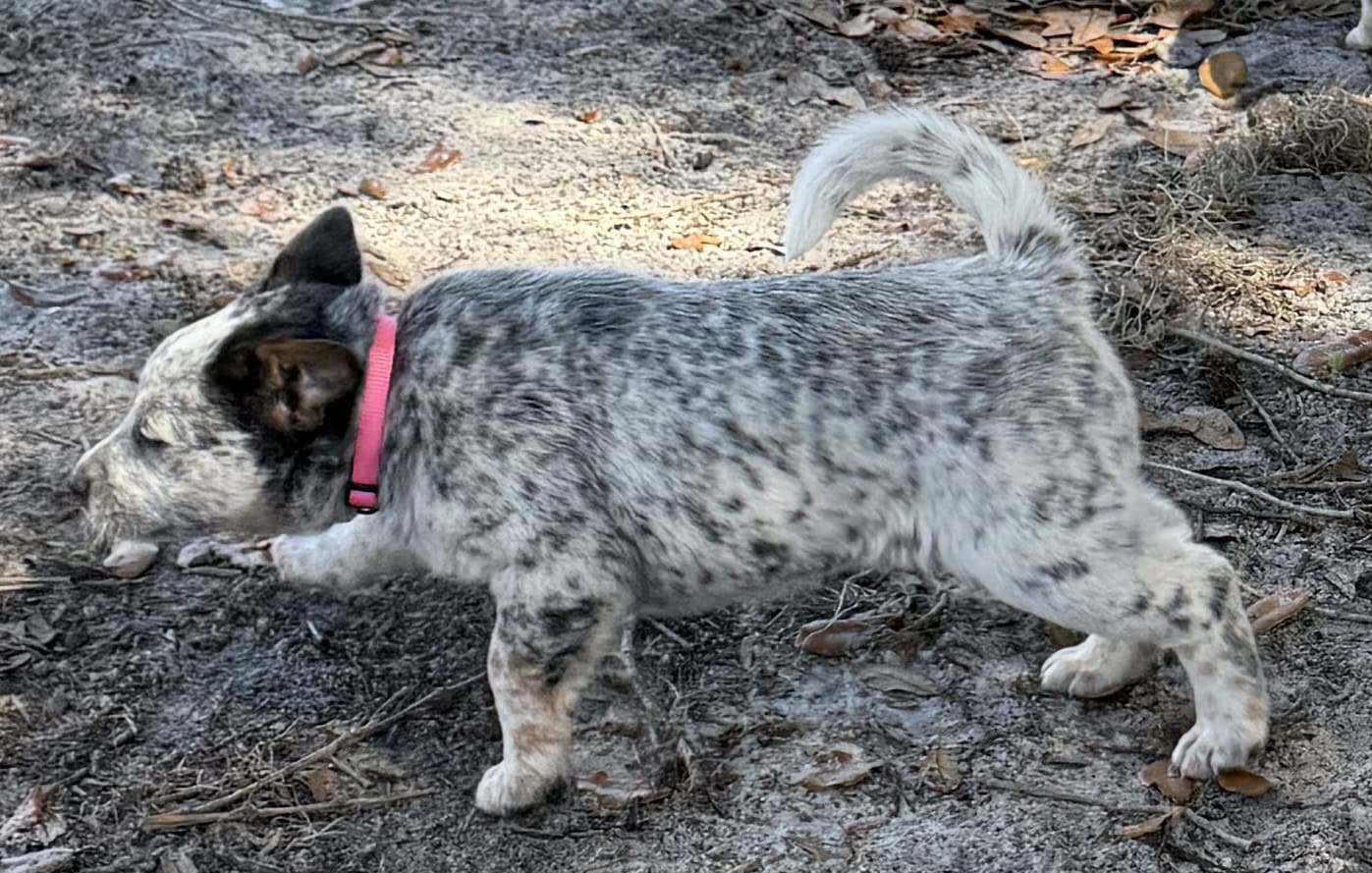 Blue Heeler Puppies for sale image 9