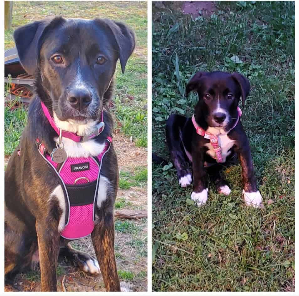 Lab Mix 5Y F Spayed image 3