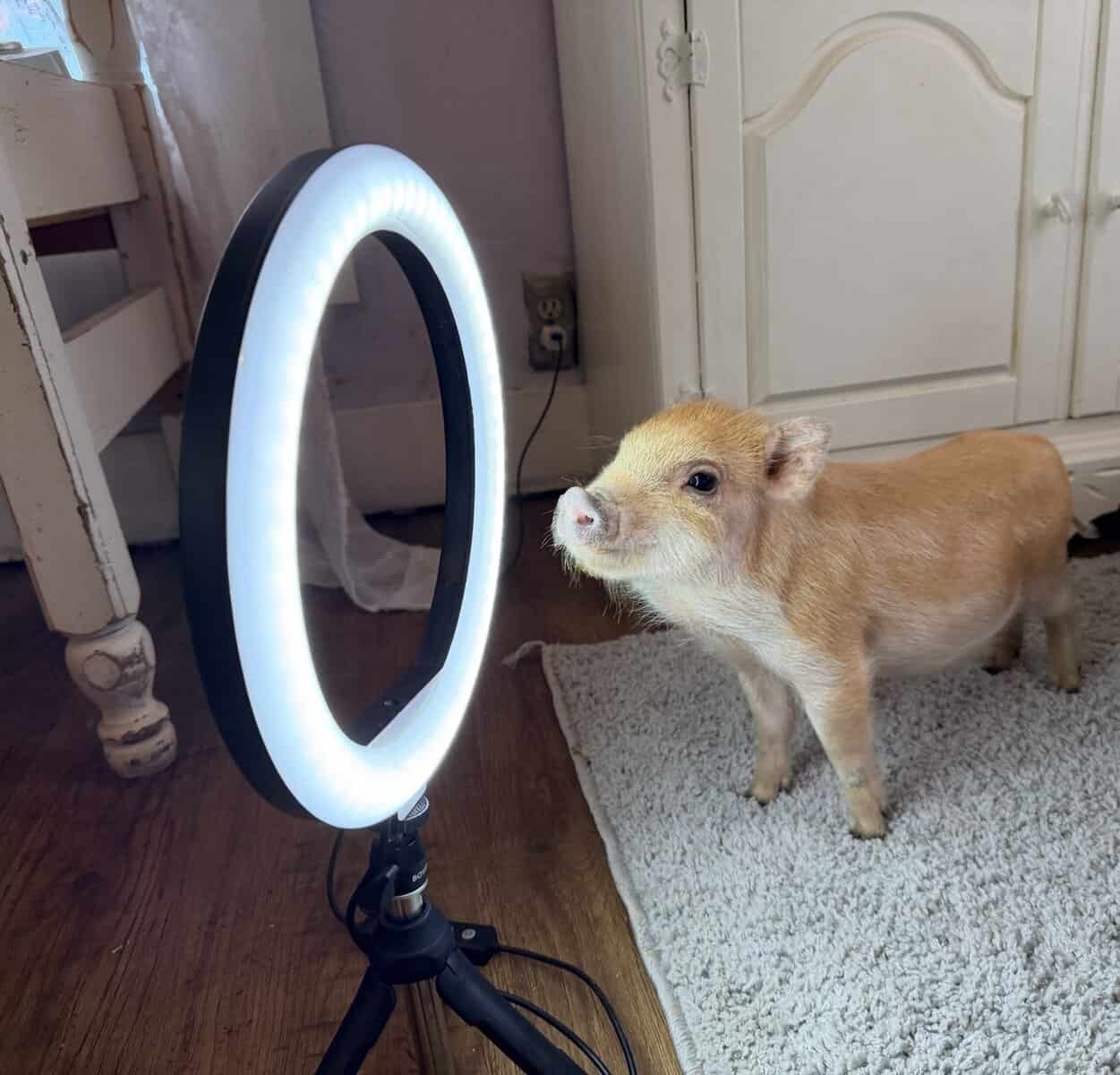 Register Mini Pigs image 5