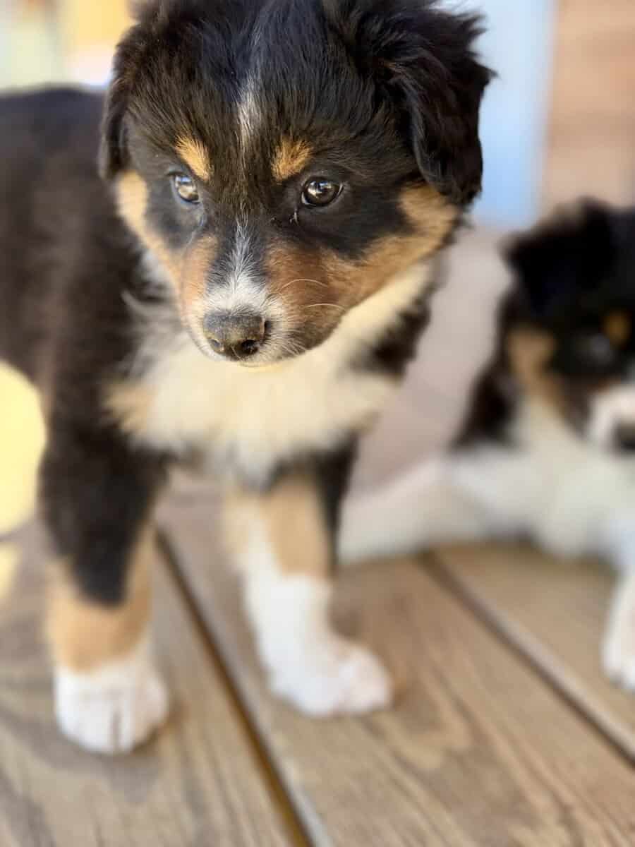Purebred Australian Shepherd Puppy image 4
