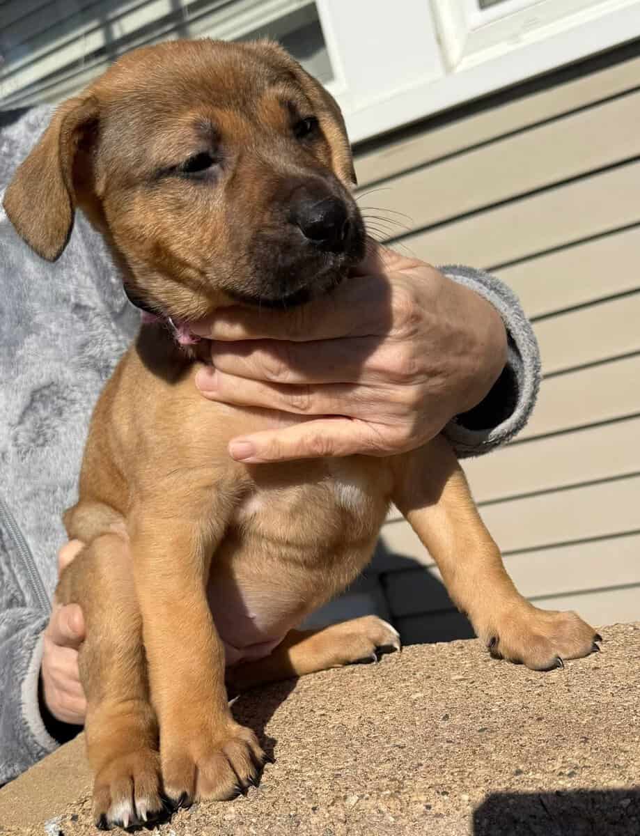 Puppies image 4